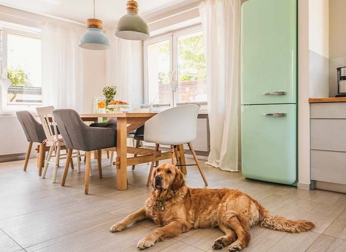 Golden retriever lying on floor near dining table and mint green fridge.